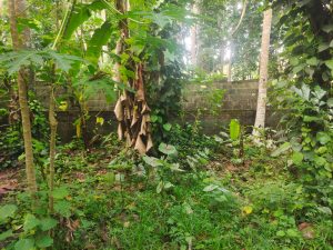 1 acres of land vizhinjam